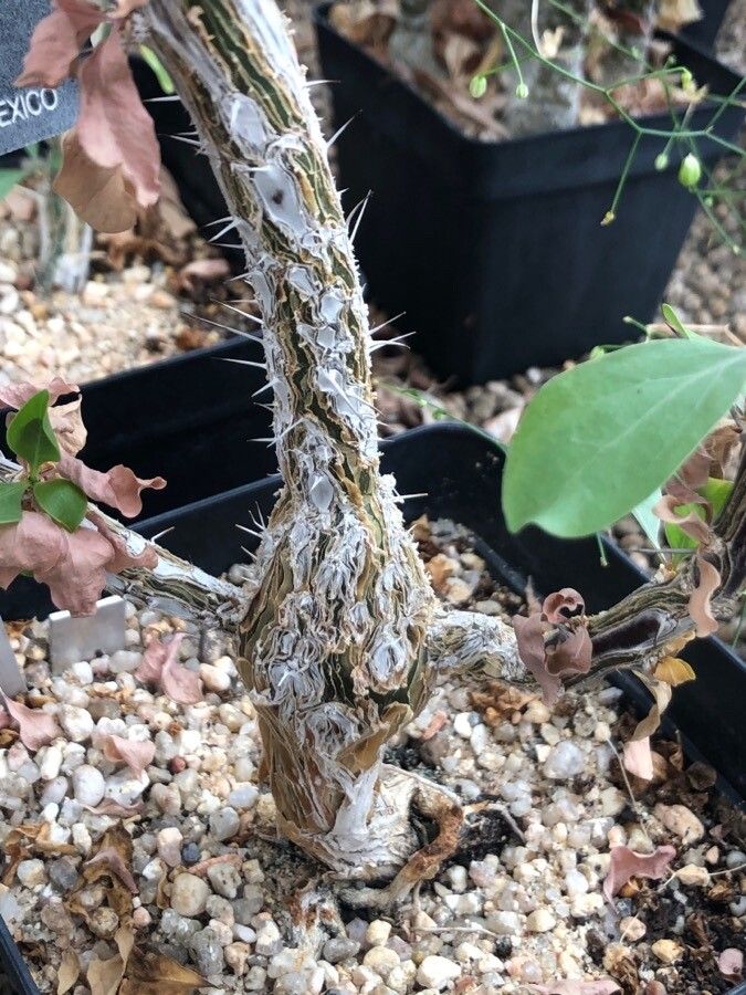 Fouquieria diguetii bark