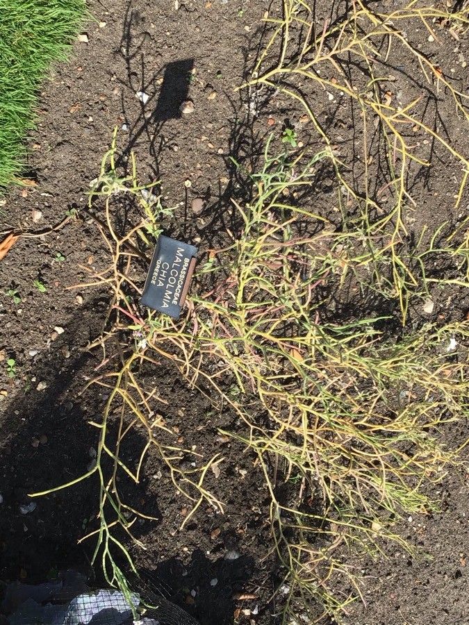 Malcolmia chia — related species from the same genus