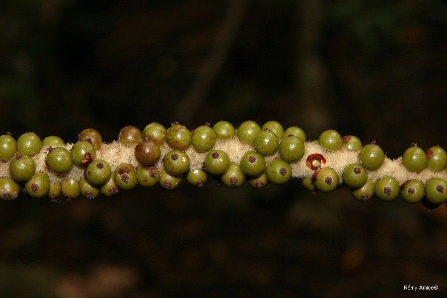 Basselinia favieri fruit