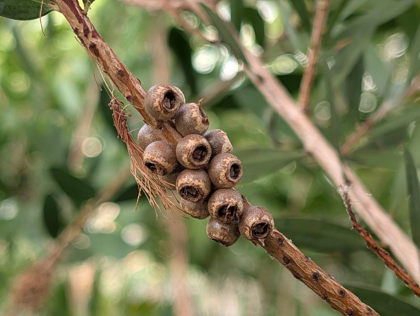 Melaleuca megalongensis fruit