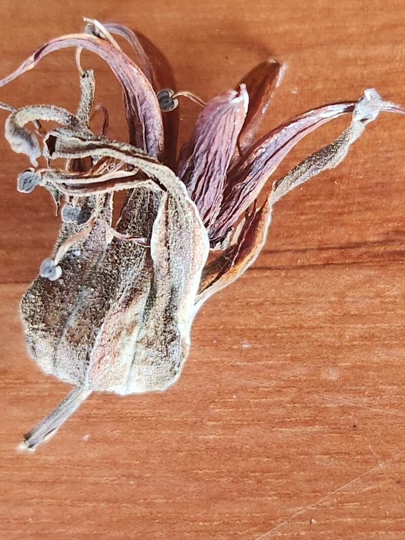 Cotyledon barbeyi flower