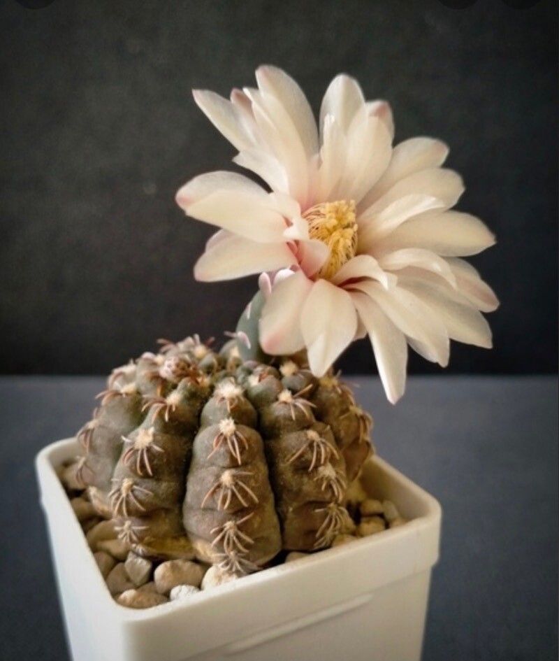 Gymnocalycium quehlianum flower