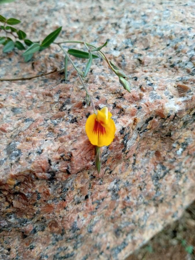 Crotalaria pumila flower