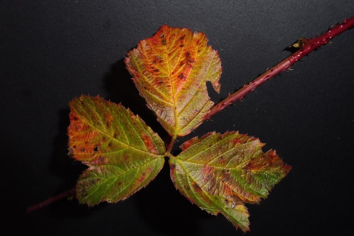 Rubus nemorosus leaf