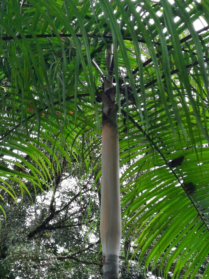 Dypsis baronii bark