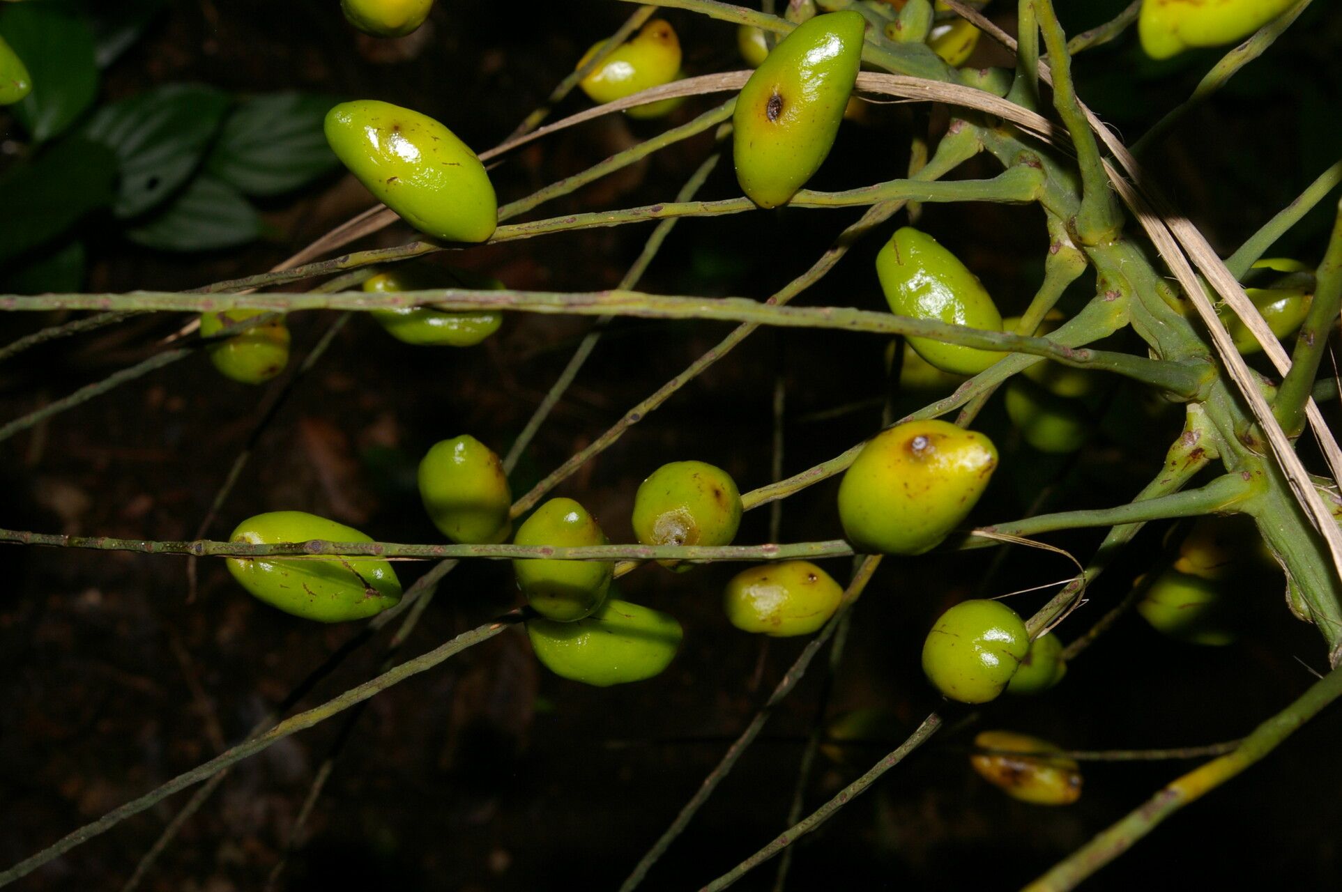 Synechanthus warscewiczianus fruit