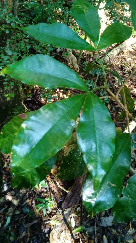 Acronychia pubescens — houseplant care guide