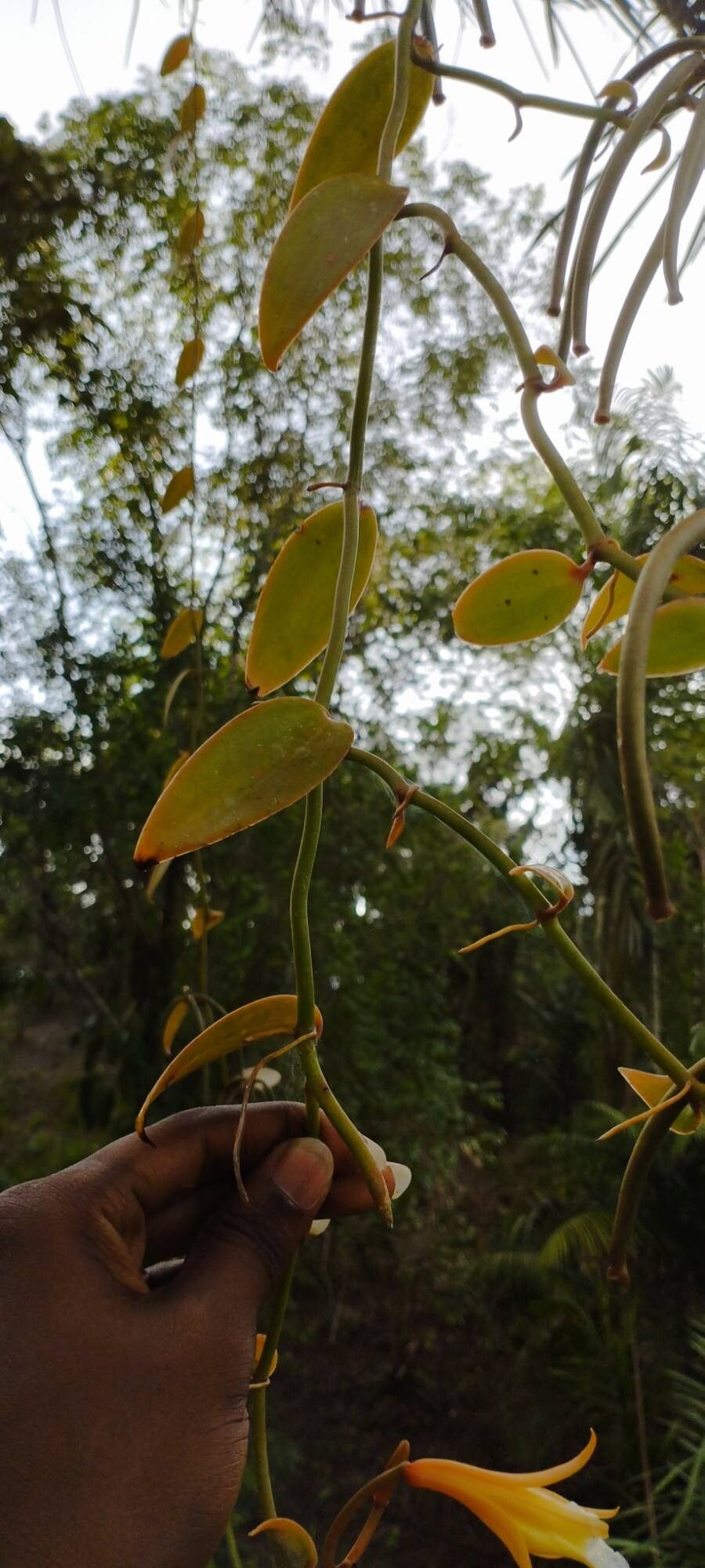 Vanilla bicolor — houseplant care guide