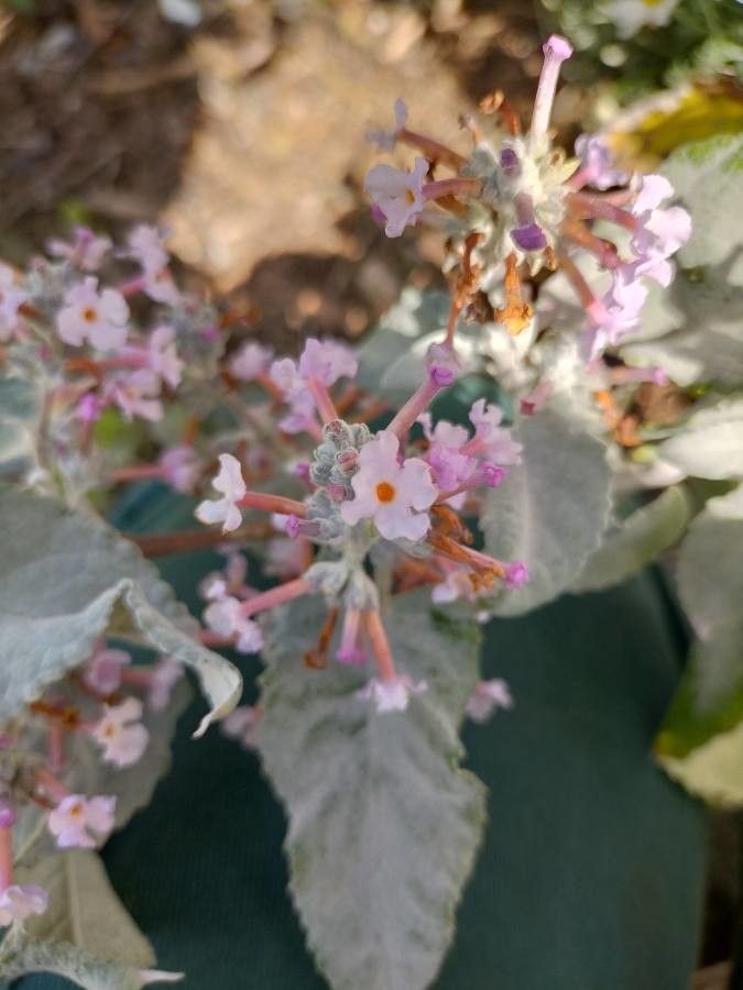 Buddleja crispa flower