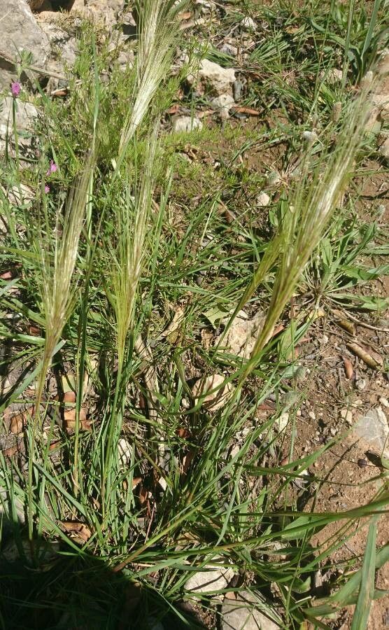 Stipella capensis flower