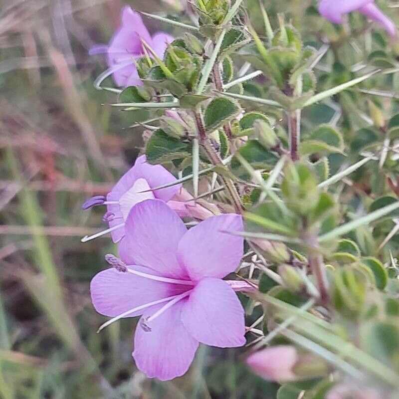 Barleria buxifolia flower