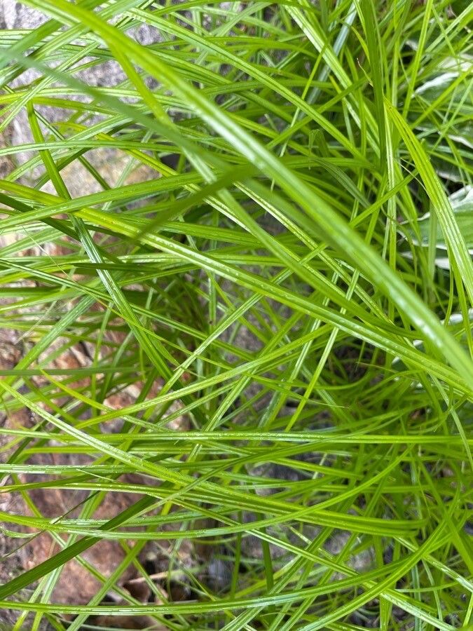 Carex jamesii — search result for 'Carex'