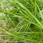 Carex jamesii