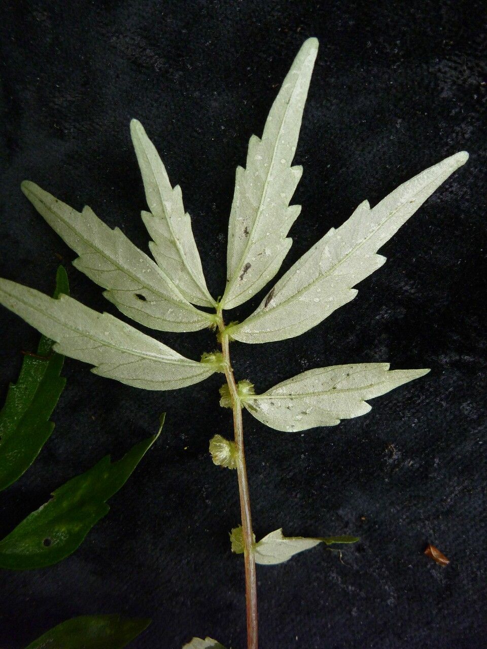 Elatostema pusillum other