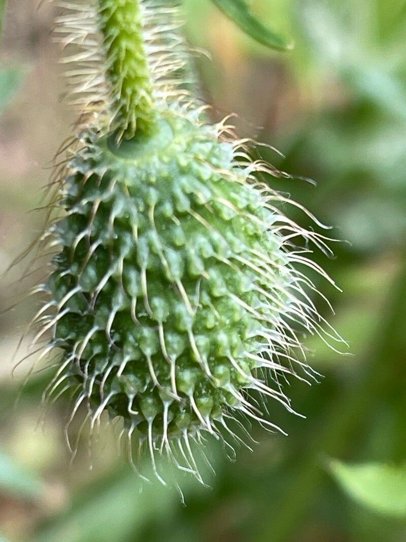 Papaver setiferum flower