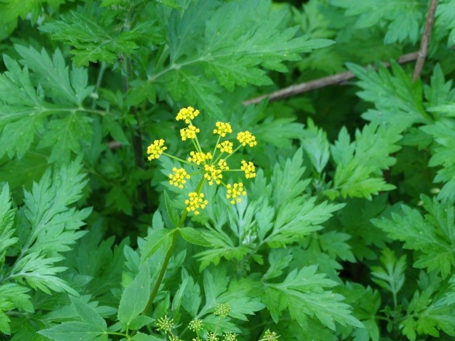 Zizia trifoliata flower