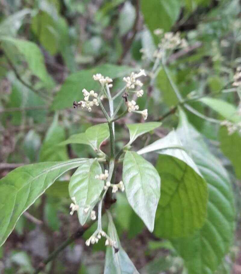 Psychotria nervosa flower