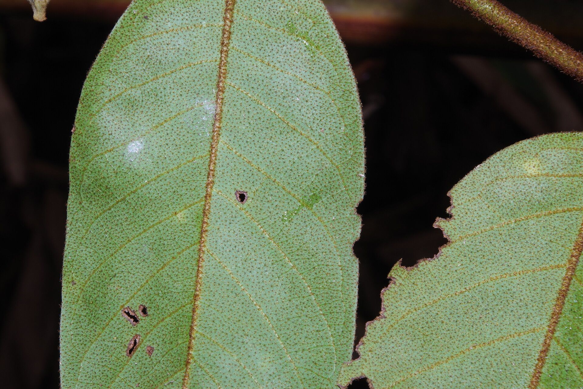 Uvaria scabrida — houseplant care guide