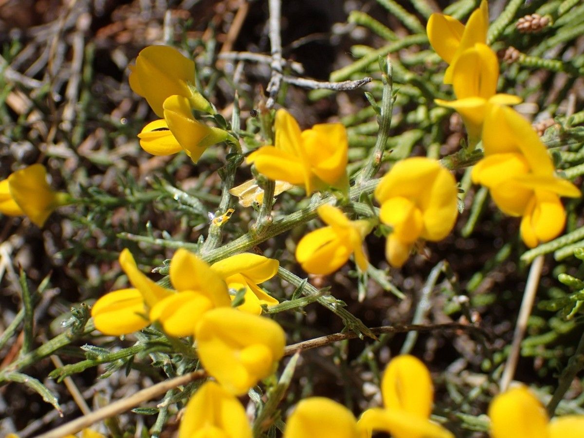 Genista × martini flower