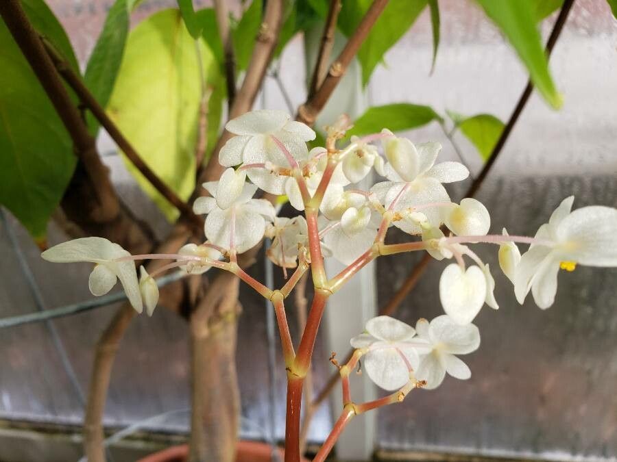Begonia santos-limae flower