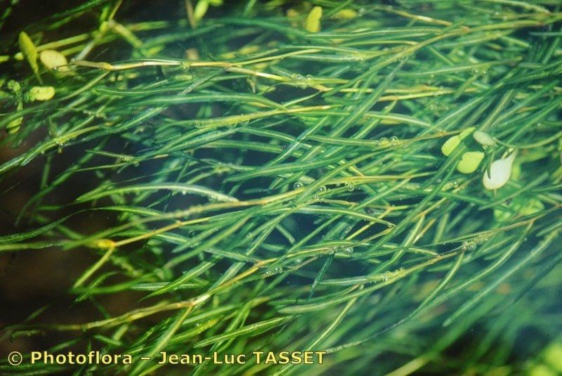 Potamogeton acutifolius habit