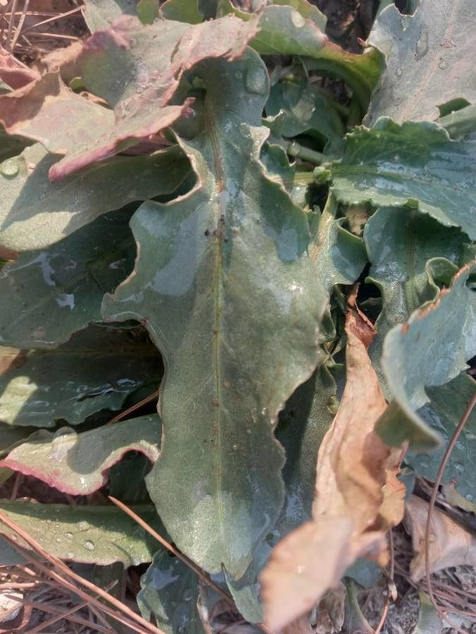 Rumex hymenosepalus — search result for 'Polygonaceae'