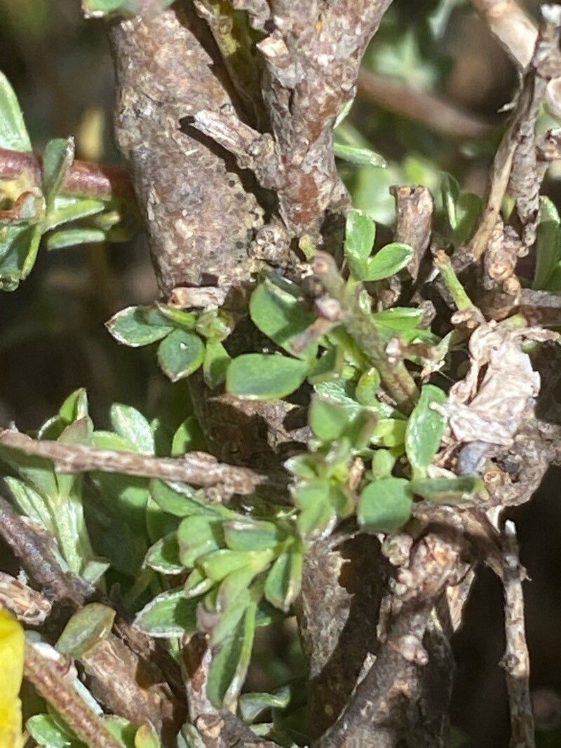 Chamaecytisus spinescens leaf