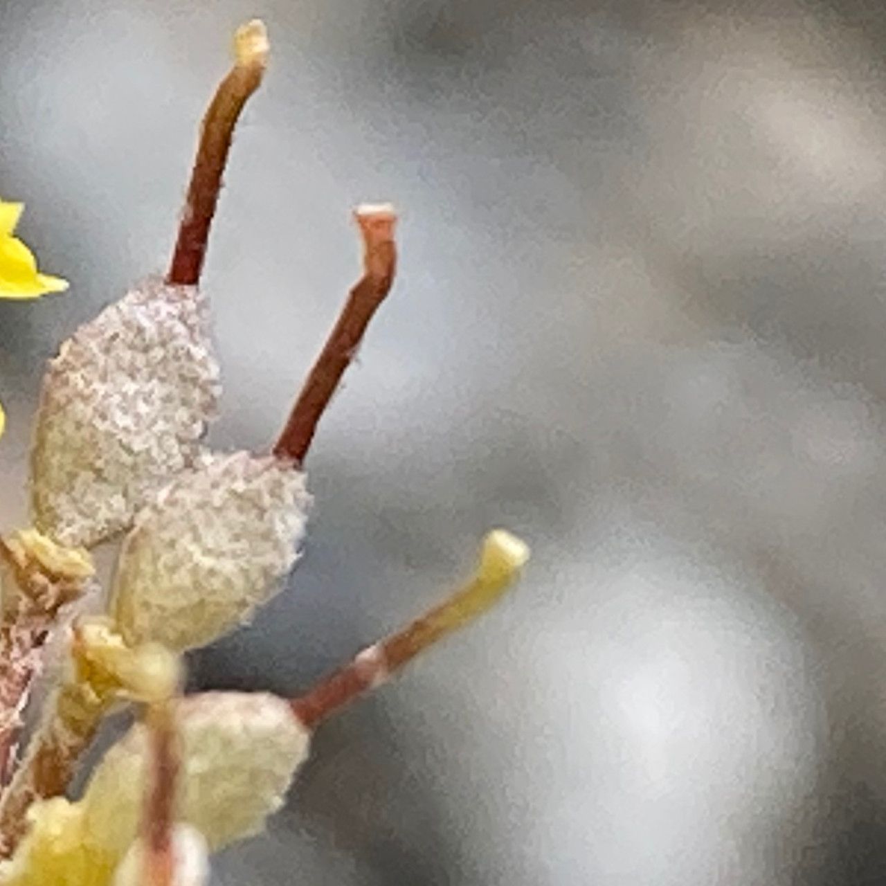 Alyssum alpestre fruit
