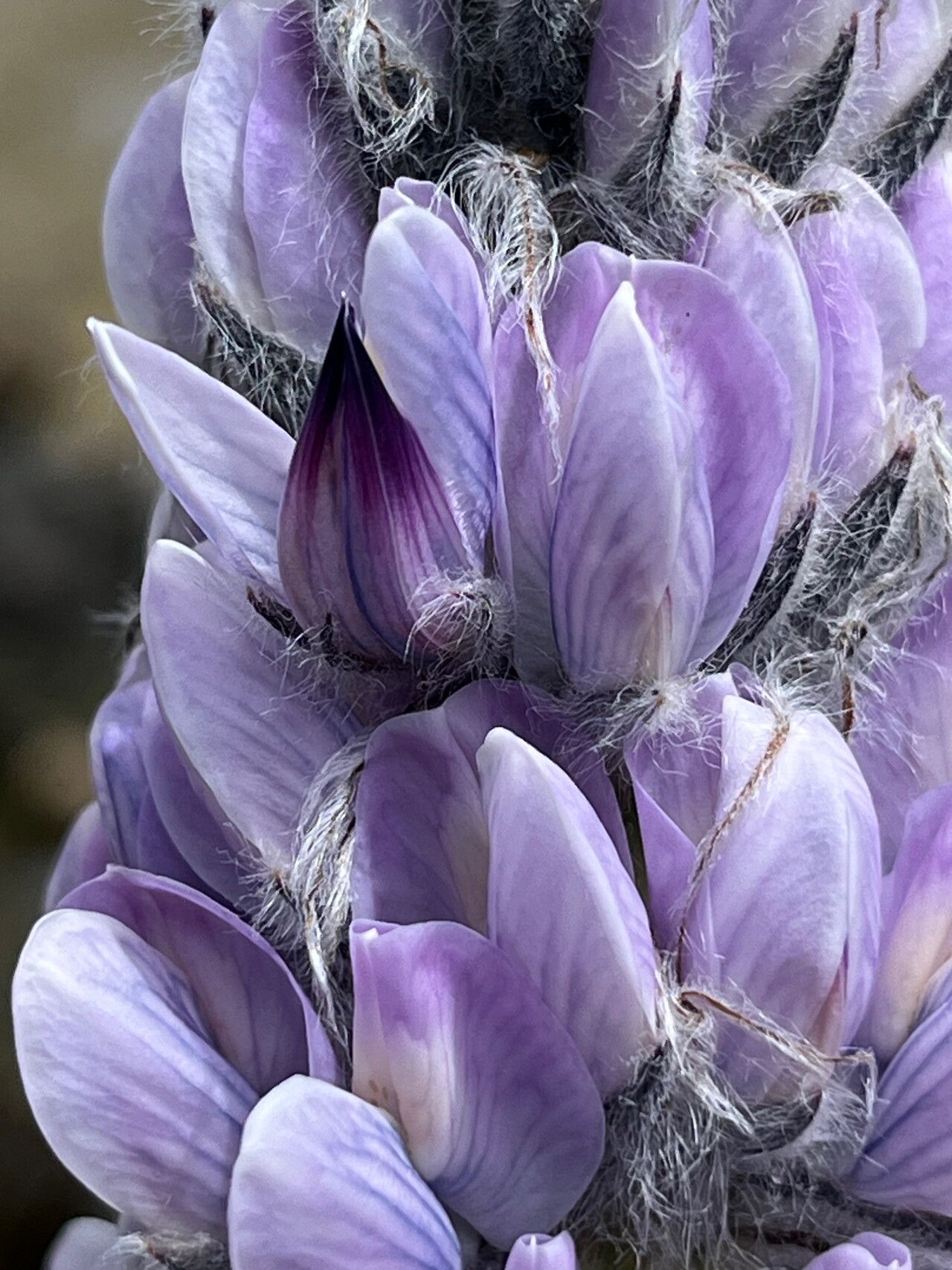 Lupinus weberbaueri flower