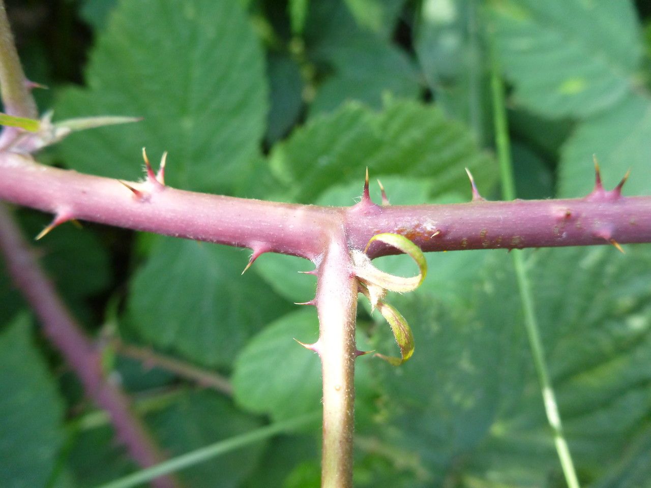 Rubus vanwinkelii bark