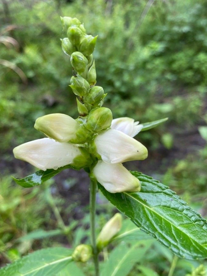 Chelone glabra flower