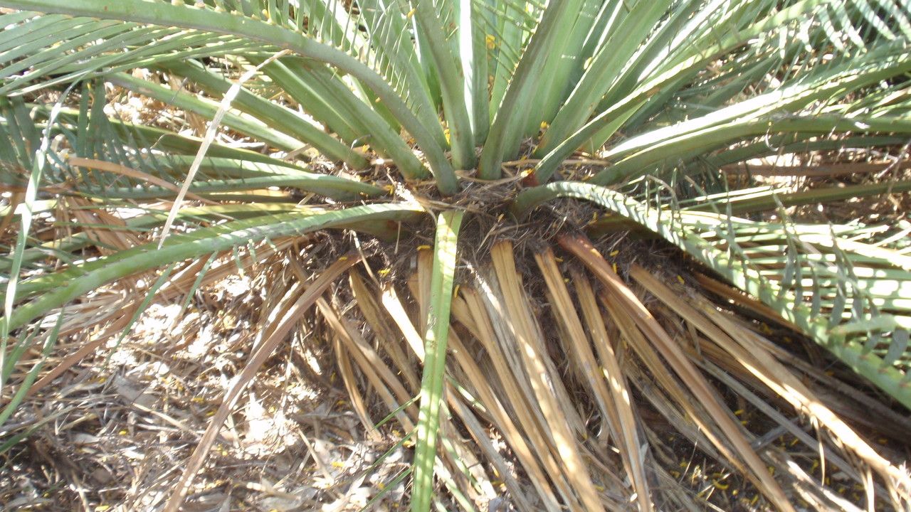 Macrozamia macdonnellii bark