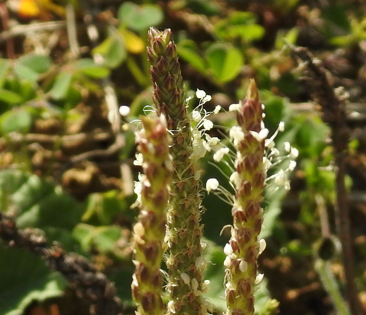 Plantago serraria flower