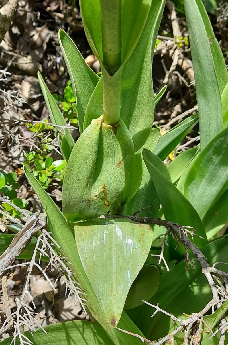 Chloraea cylindrostachya — related species from the same genus