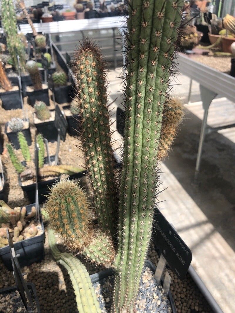 Weberbauerocereus longicomus — related species from the same genus