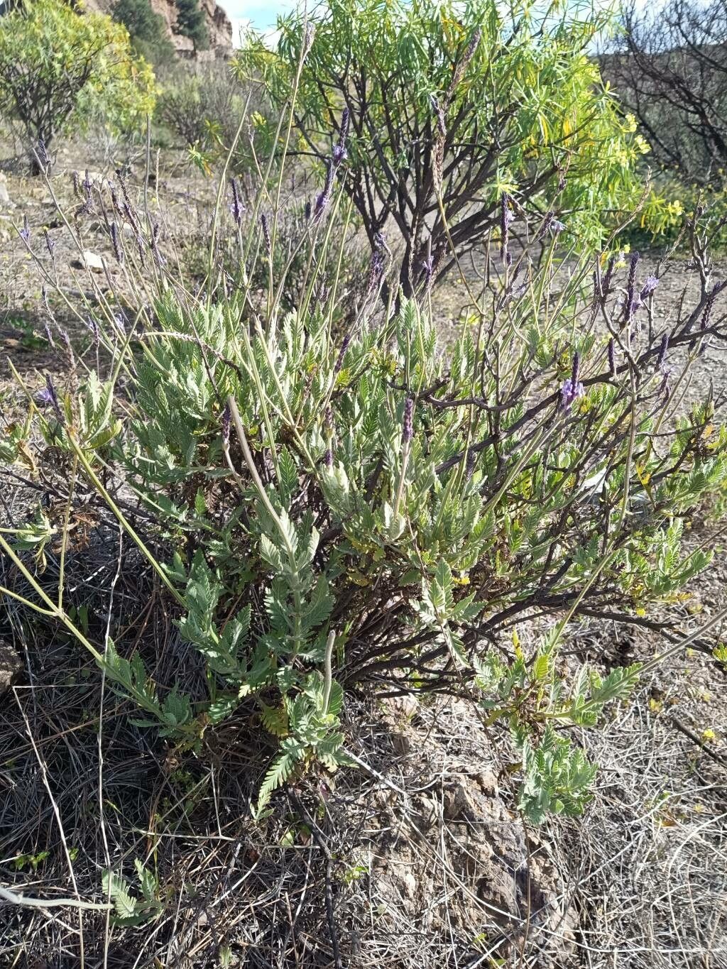 Lavandula minutolii habit