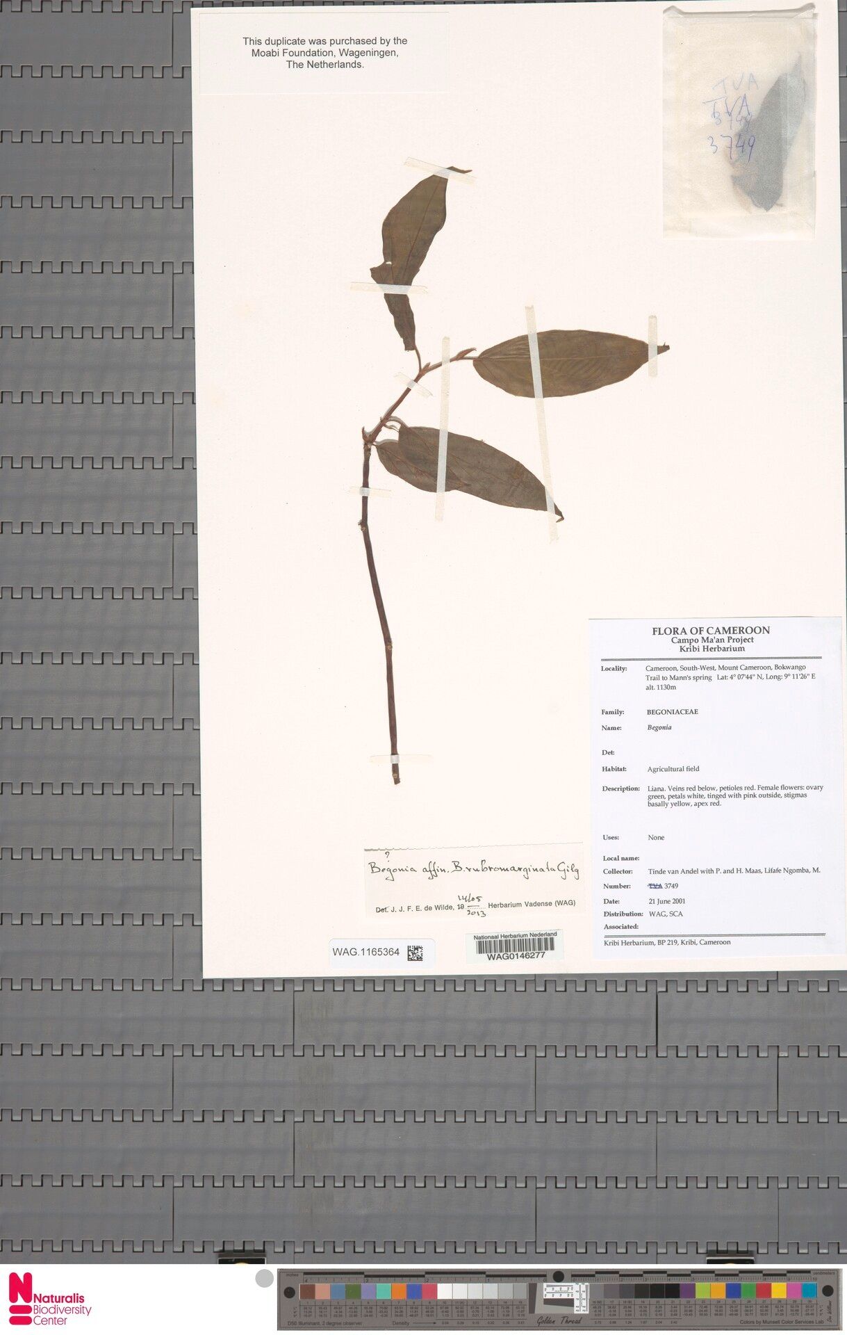 Begonia rubromarginata — houseplant care guide