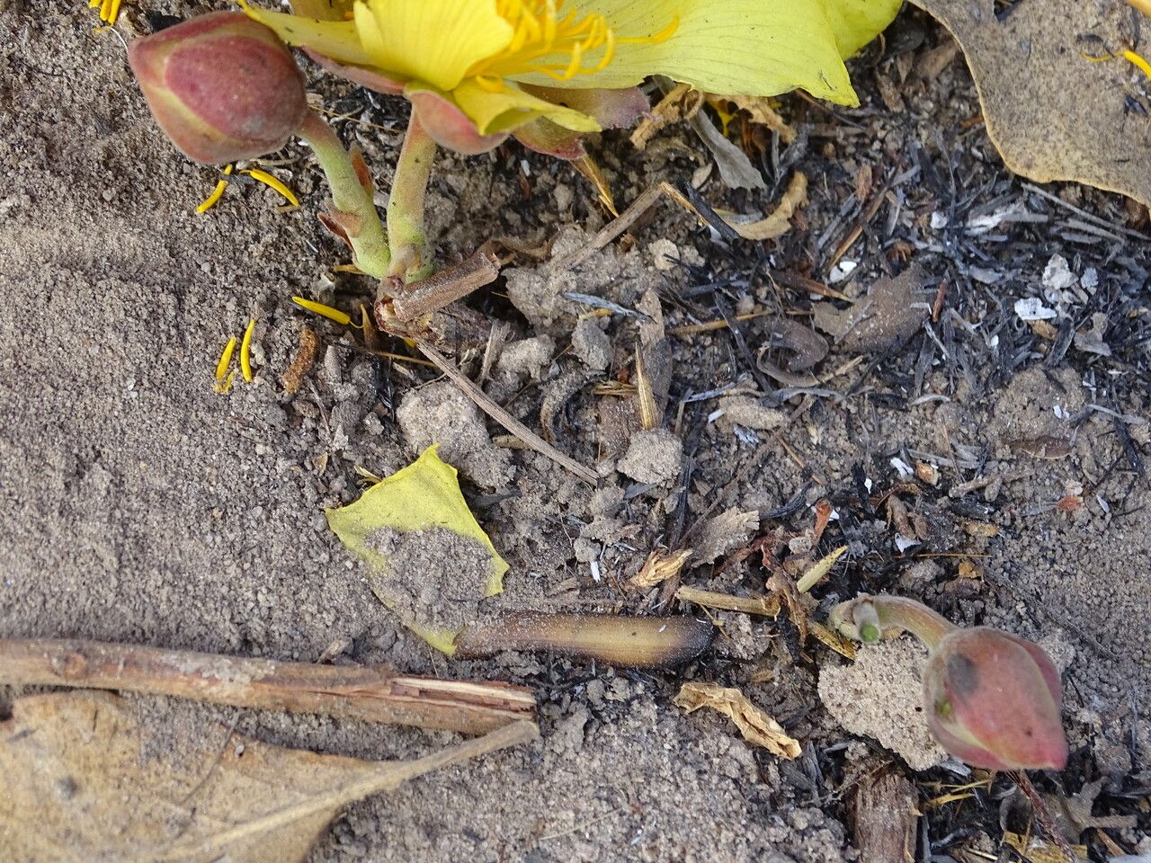 Cochlospermum tinctorium bark