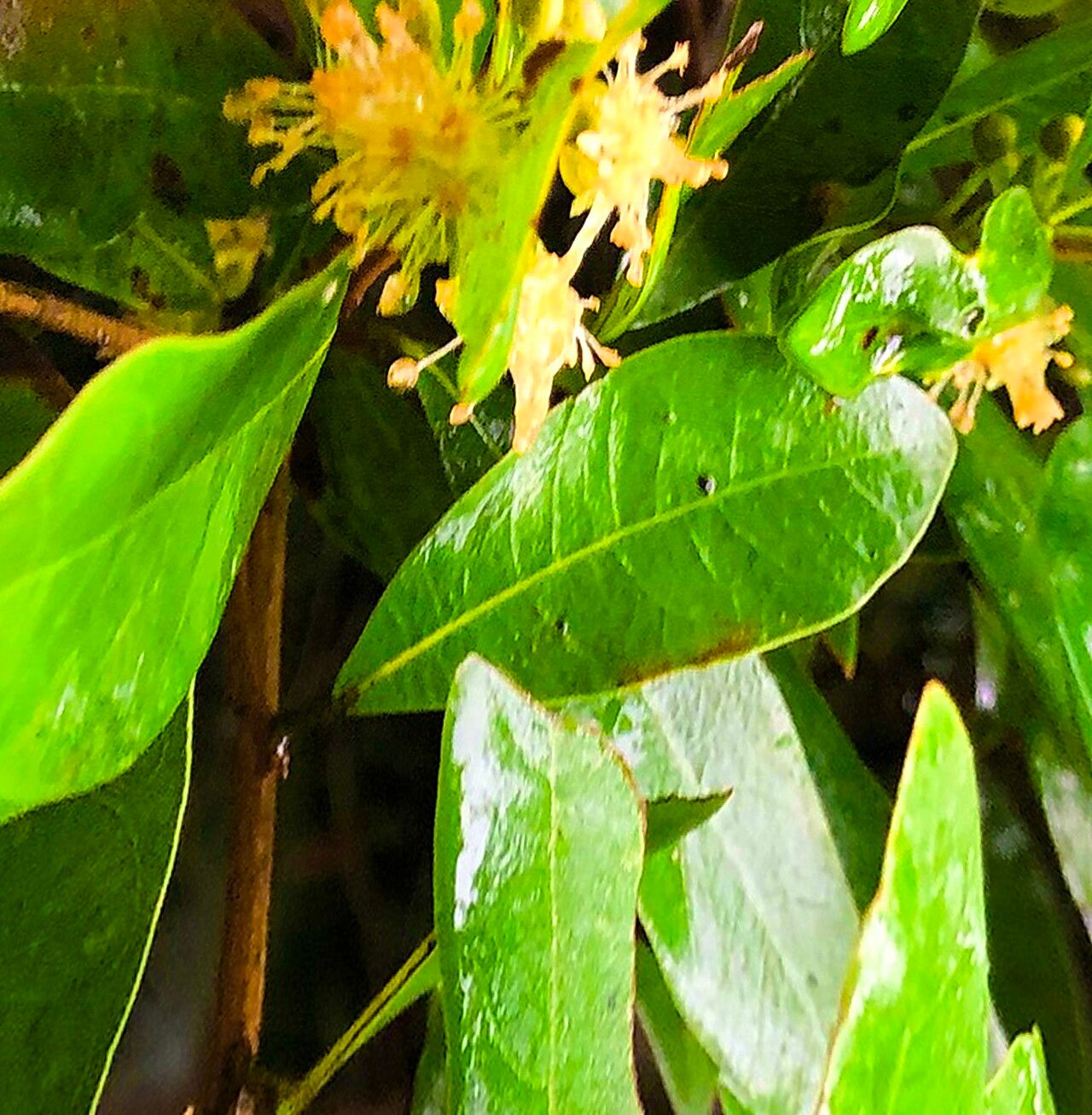 Litsea hypophaea — search result for 'Litsea'