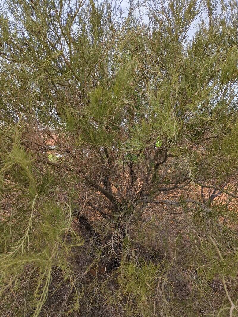 Acacia cuspidifolia habit