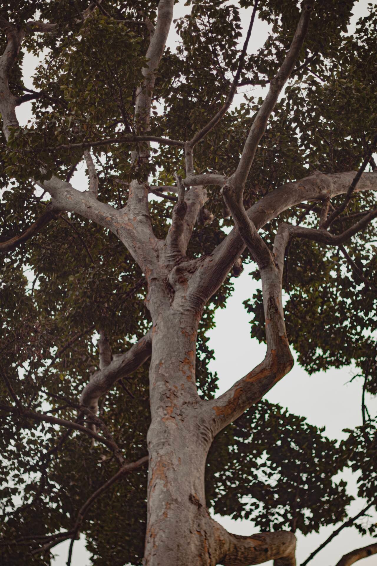 Dalbergia cochinchinensis bark