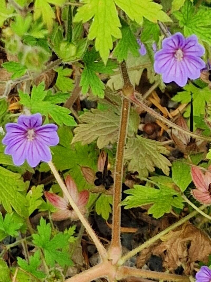 Geranium bohemicum — search result for 'Geraniaceae'