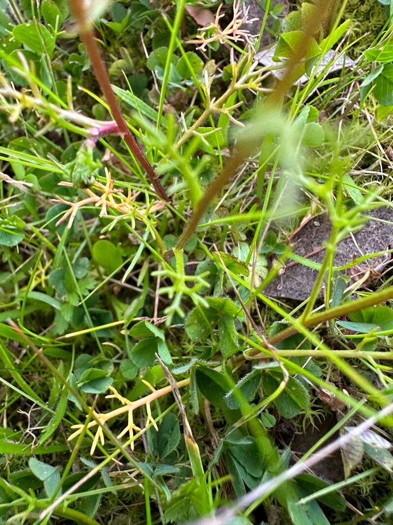 Chamaemelum fuscatum