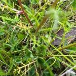 Chamaemelum fuscatum