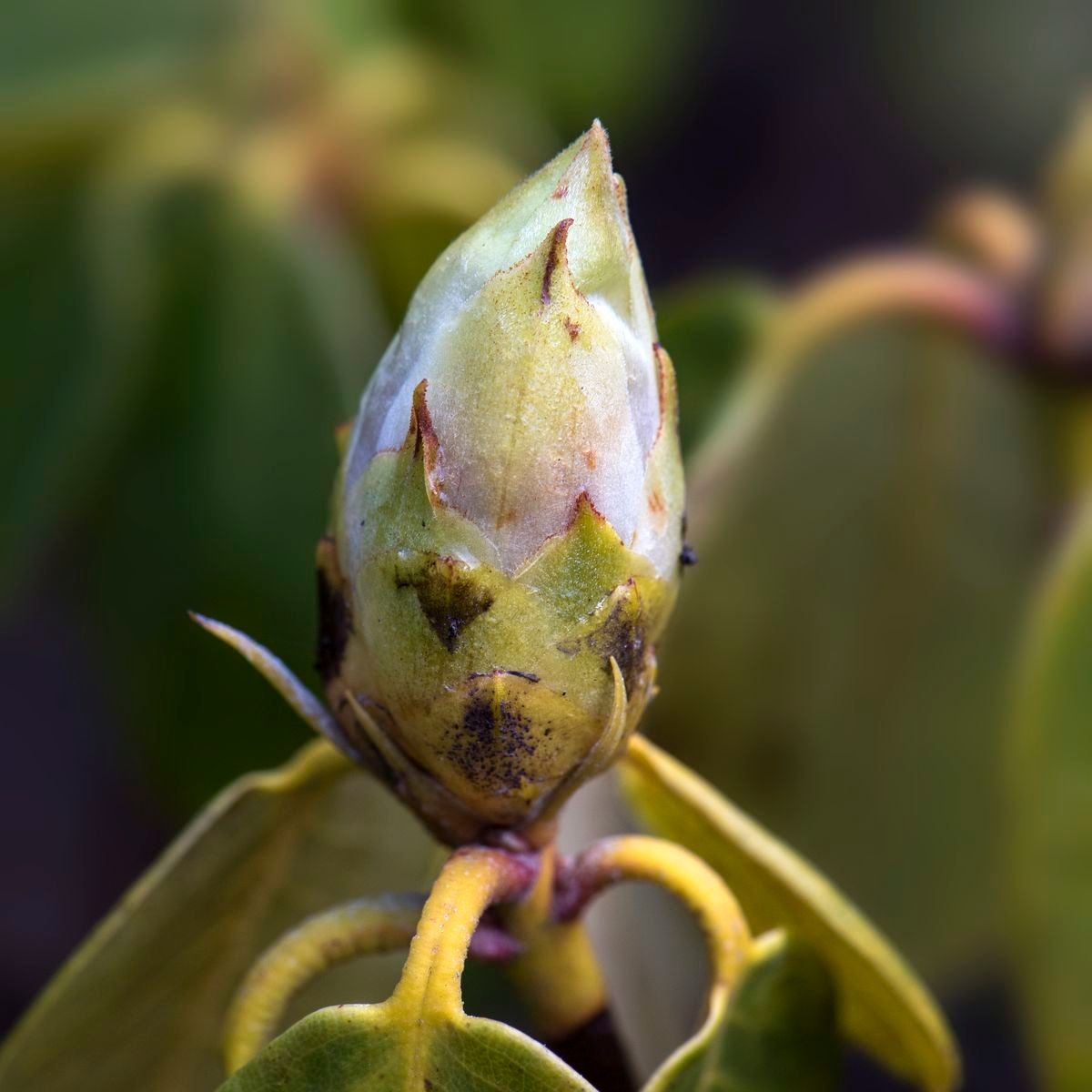 Rhododendron × hemigymnum other