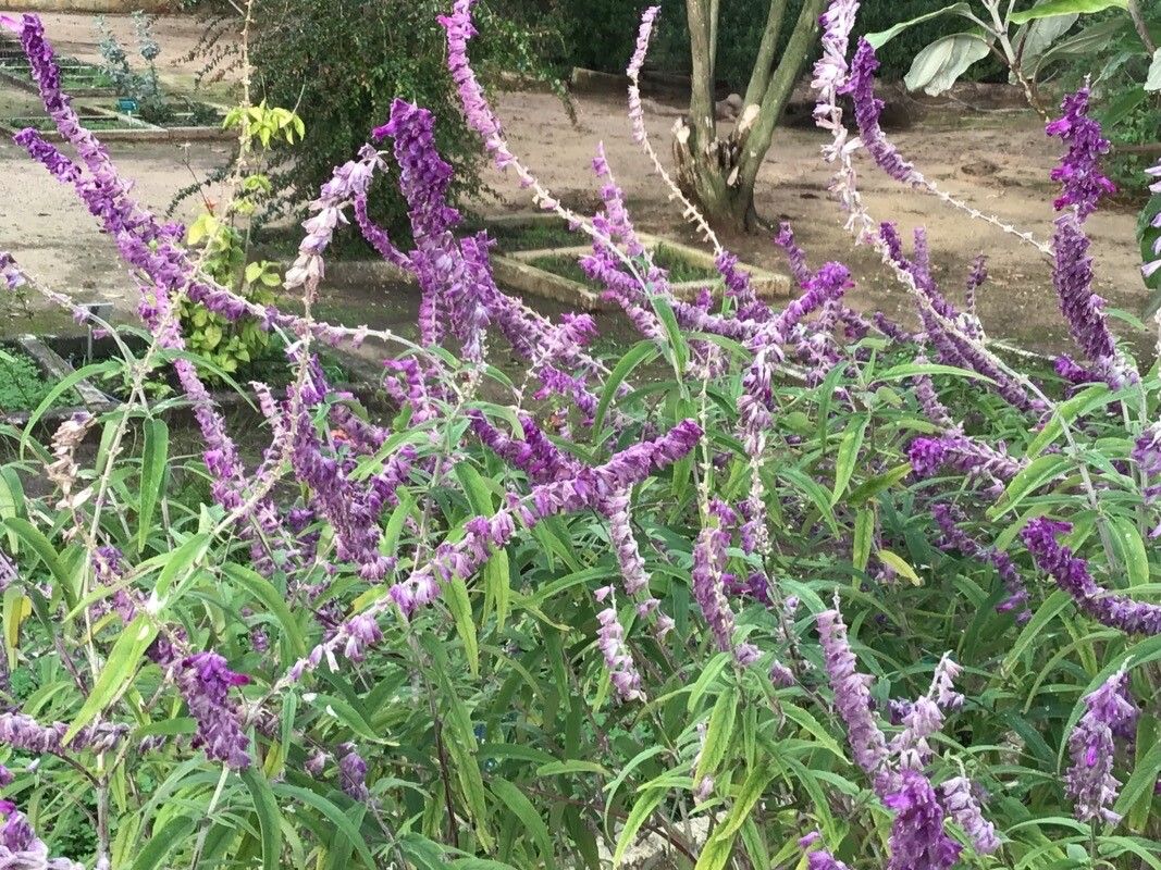 Salvia indigocephala flower