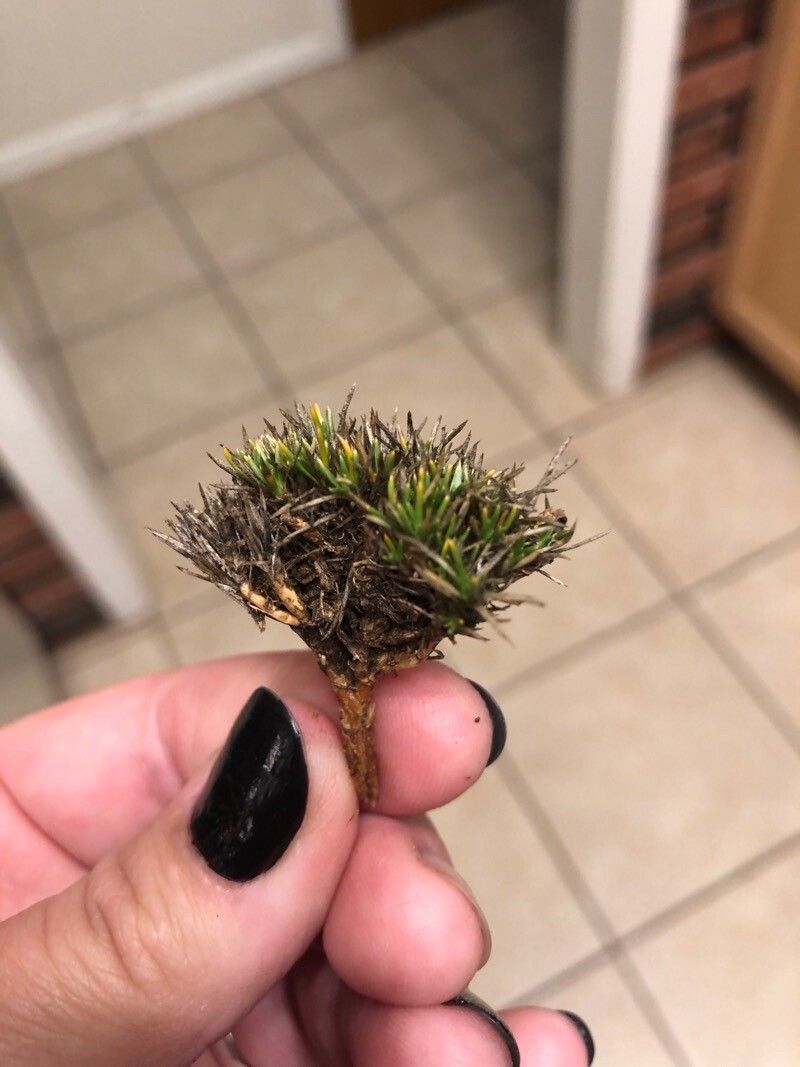 Phlox hoodii — search result for 'Phlox'