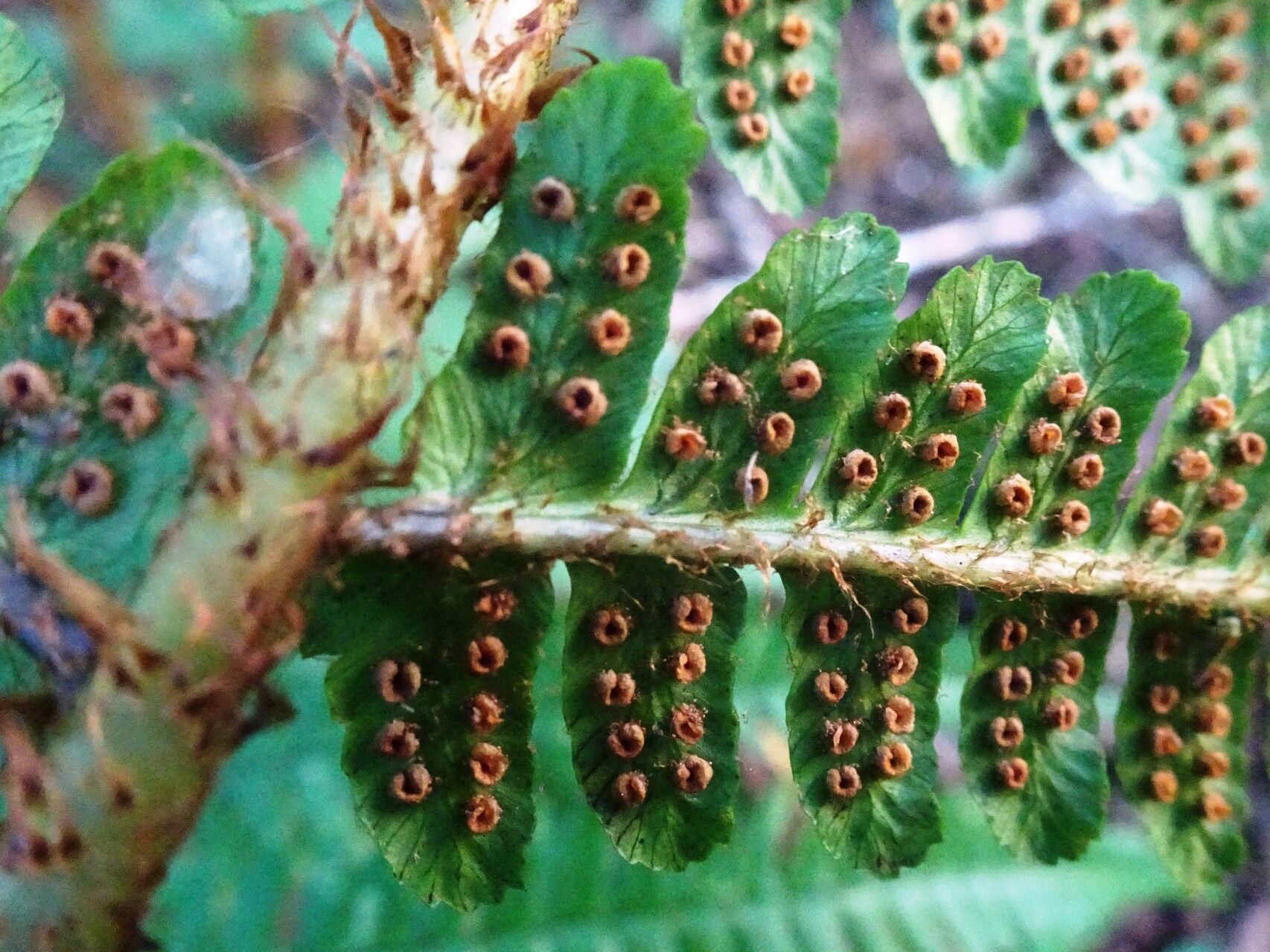 Dryopteris affinis flower