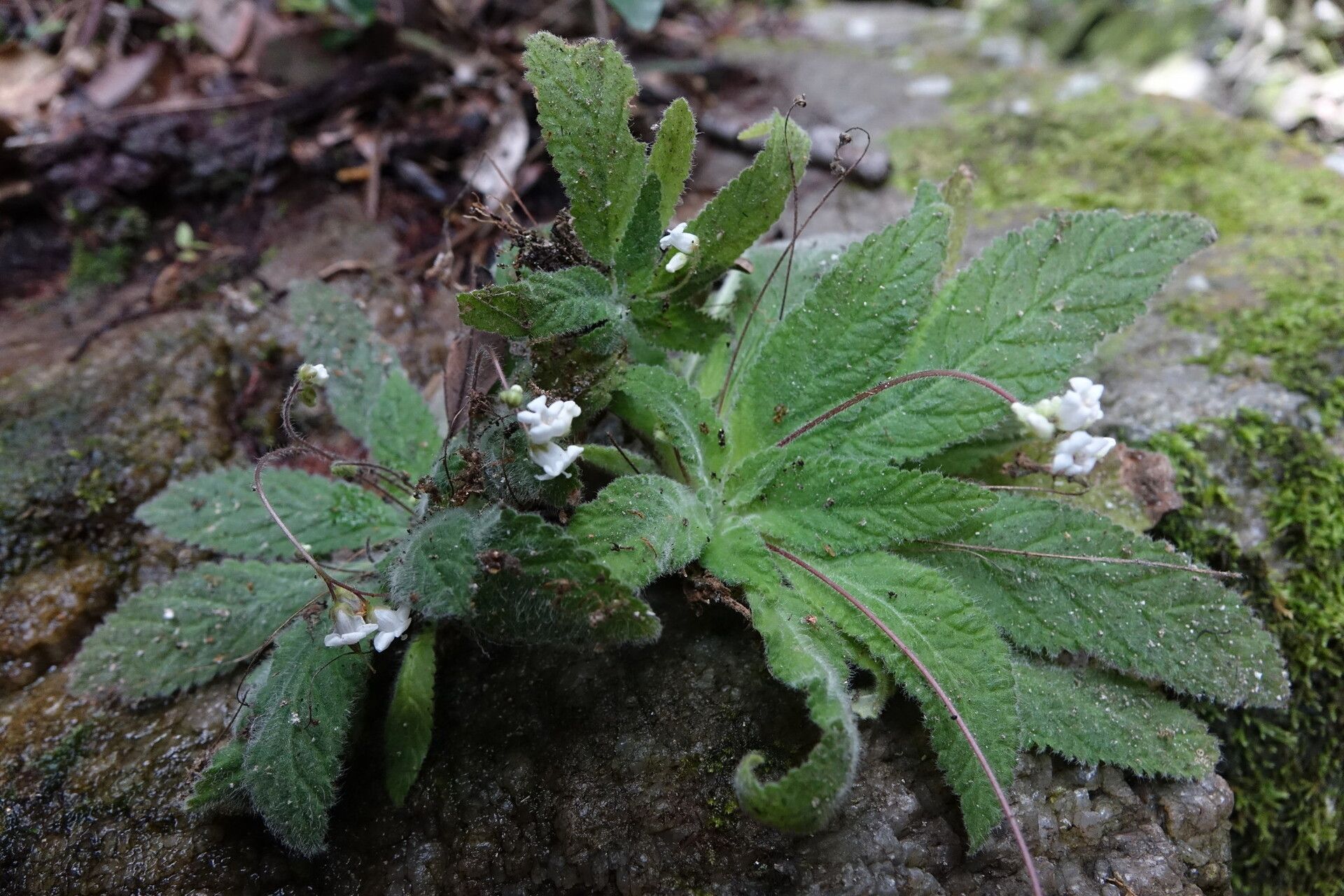 Streptocarpus ibityensis habit