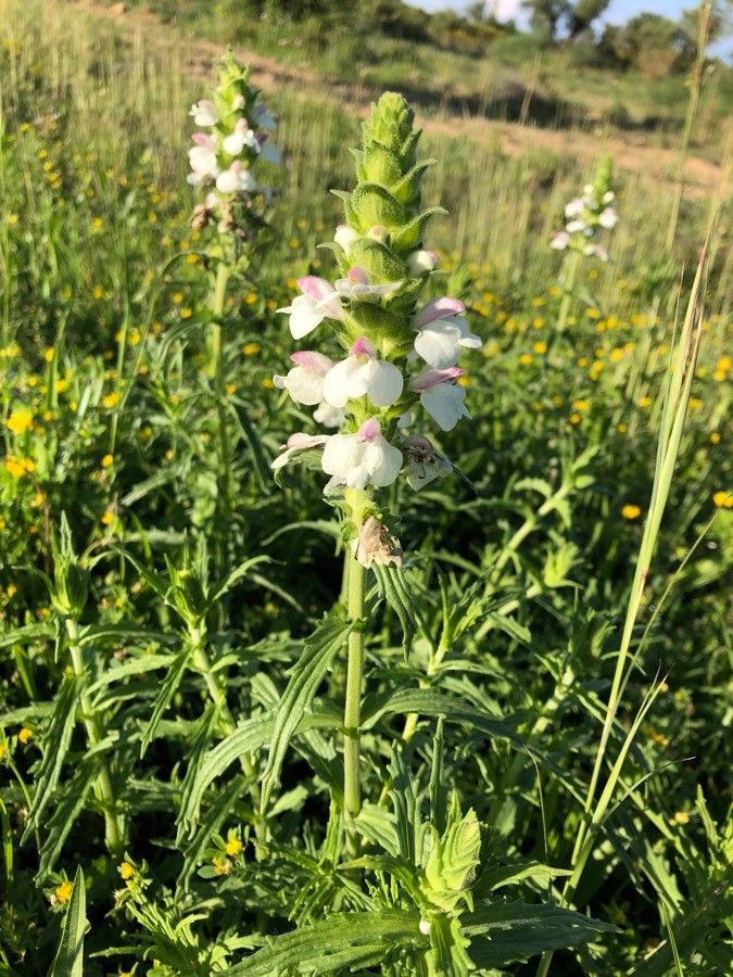 Bellardia trixago flower